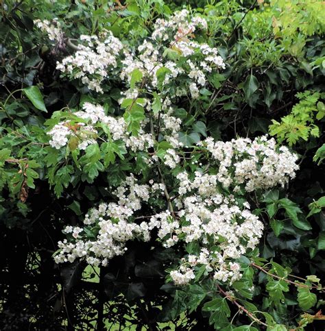 white flowering trees identification|tree with white cluster blooms.